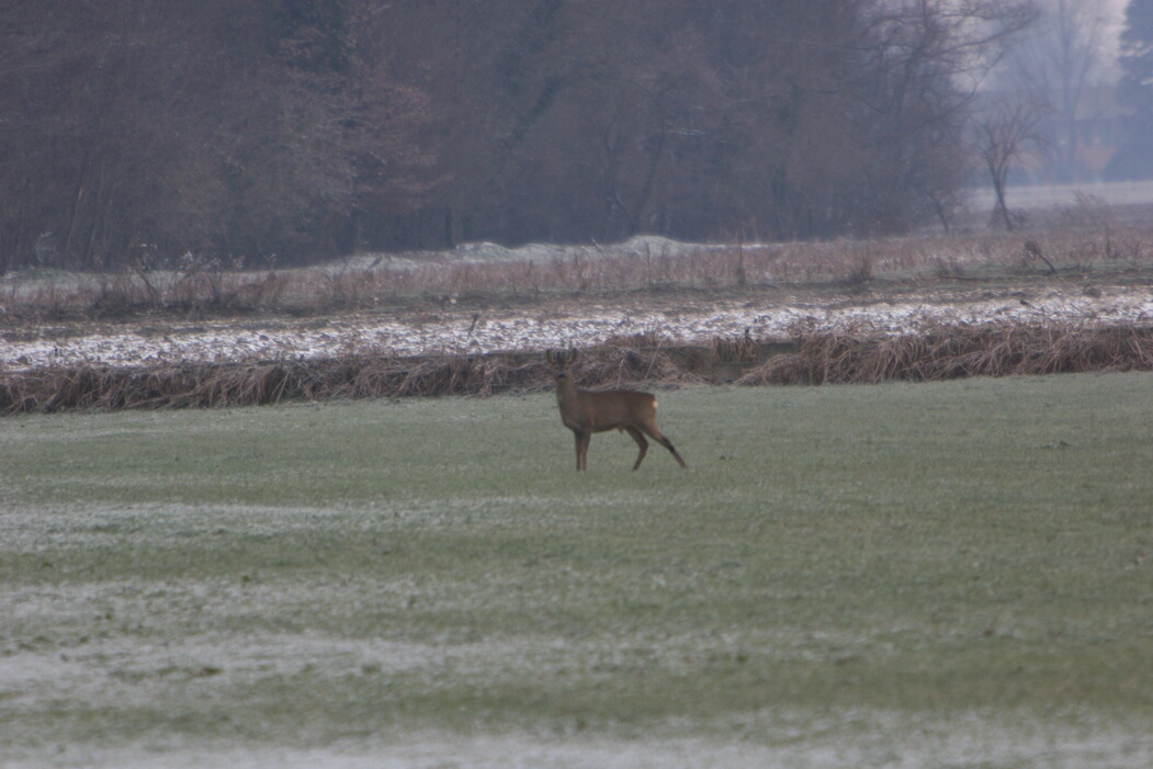 caprioli , riserva La Fagiana Parco del Ticino, lombardia